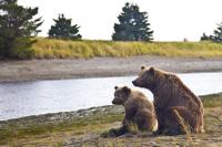 Grizzly Bears at Clark's Lake National Park